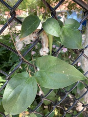 Vincetoxicum nigrum