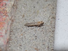 Obithome punctiferella