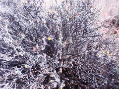 Oedera humilis