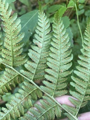 Dryopteris marginalis