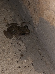 Eleutherodactylus marnockii