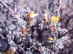 Oedera humilis