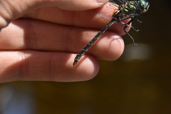 Somatochlora albicincta