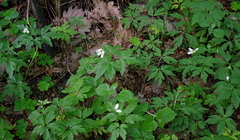 Anemonoides nemorosa