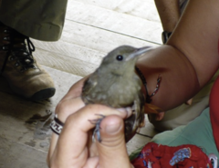 Sittasomus griseicapillus