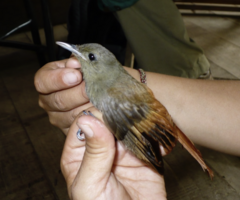 Sittasomus griseicapillus