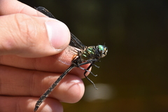 Somatochlora albicincta