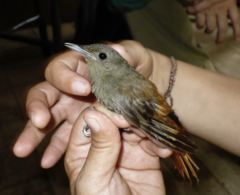 Sittasomus griseicapillus