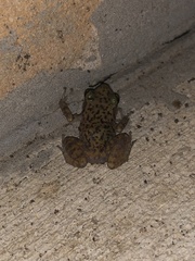 Eleutherodactylus marnockii