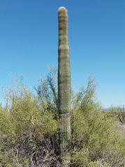 Carnegiea gigantea