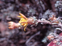 Oedera humilis