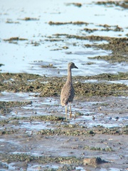 Nyctanassa violacea