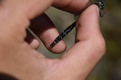 Somatochlora albicincta