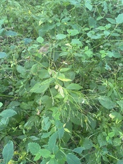 Cryptotaenia canadensis