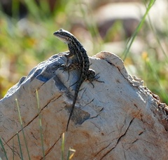 Sceloporus tristichus