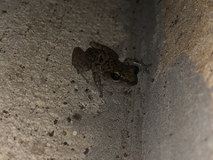 Eleutherodactylus marnockii