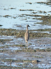 Nyctanassa violacea