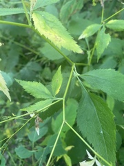 Cryptotaenia canadensis