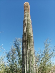 Carnegiea gigantea