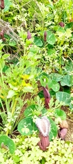 Aristolochia