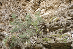 Juniperus polycarpos