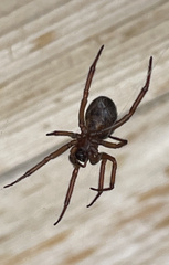Steatoda nobilis