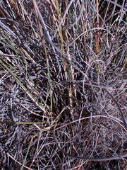 Aristida diffusa