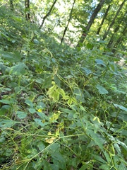 Cryptotaenia canadensis