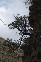 Juniperus polycarpos
