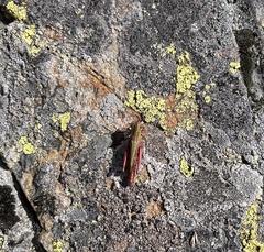 Stenobothrus lineatus