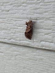 Chrysodeixis includens