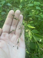 Cryptotaenia canadensis