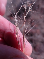 Aristida diffusa