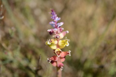 Lachenalia membranacea