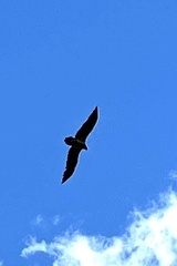 Gypaetus barbatus