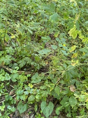 Cryptotaenia canadensis