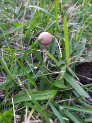 Panaeolus foenisecii