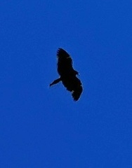 Gypaetus barbatus