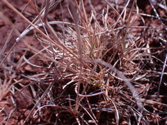 Eragrostis obtusa