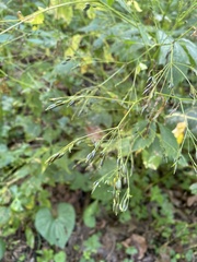 Cryptotaenia canadensis