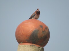 Streptopelia senegalensis