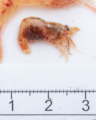Eualus pusiolus