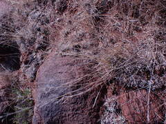 Eragrostis lehmanniana
