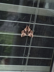 Paonias excaecata