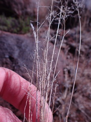 Eragrostis lehmanniana