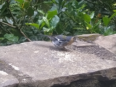 Fringilla coelebs maderensis
