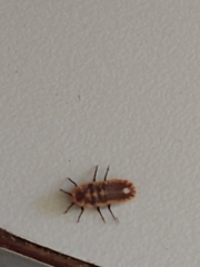 Monophlebidae
