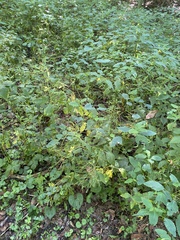 Cryptotaenia canadensis