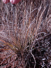 Eragrostis lehmanniana