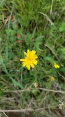 Hieracium lachenalii